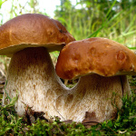Осторожно: грибы!