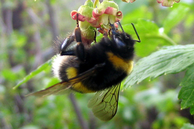 Эти удивительные пчелы, шершни, осы и шмели - Статьи о шмелях и шмелеводстве