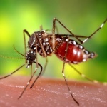 Почему комаров нельзя уничтожить?
