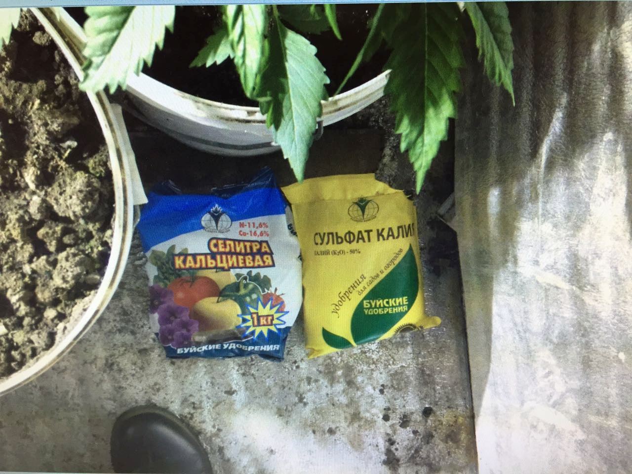 Чем лучше удобрять марихуану купить семена конопли sativa