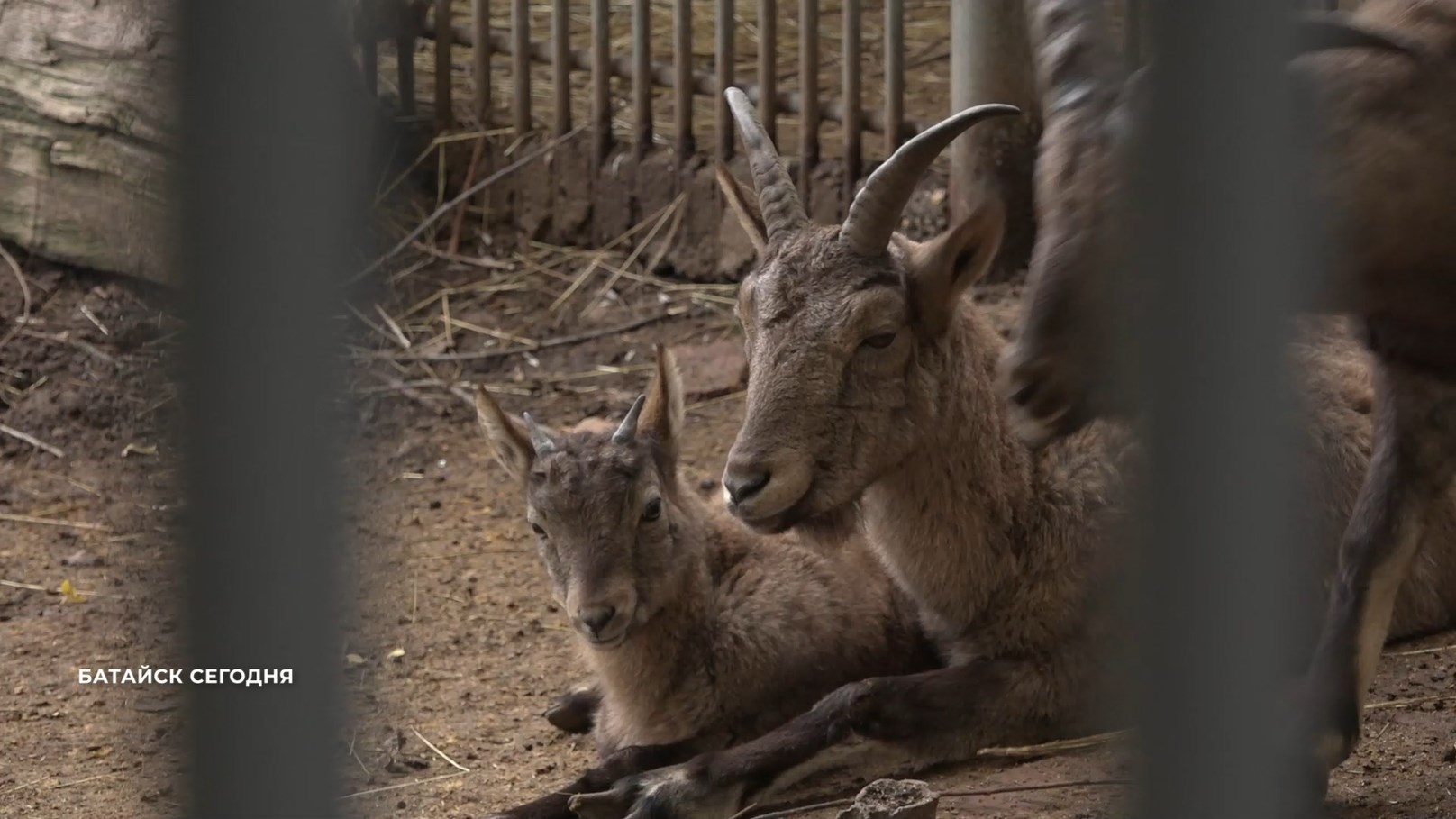 Батайск сегодня. 19 ноября 2025